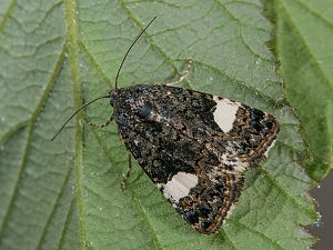 Tyta luctuosa FeldflurWindeneule